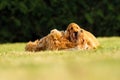 English Cocker Spaniel, golden puppy playing with his mother on green grass. Little golden puppy at play