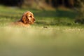 English Cocker Spaniel, golden puppy playing. Little golden puppy lying in the green grass in the garden. Puppy in home care