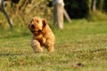 English Cocker Spaniel, golden puppy playing. Little golden puppy at play in the garden. Little puppy running and playing