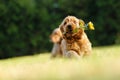 English Cocker Spaniel, golden puppy playing with a sunflower flower. Little golden puppy at play in the garden. Little puppy