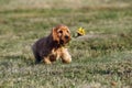 English Cocker Spaniel, golden puppy playing with a sunflower flower. Little golden puppy at play in the garden. Little puppy