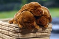 English Cocker Spaniel, golden puppy week old on sofa. Little golden cocker Spaniel in a basket. Three little weekly puppies Royalty Free Stock Photo