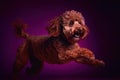 English cocker spaniel jumping on black background. Studio shot. Royalty Free Stock Photo