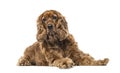 English Cocker Spaniel lying, 6 years old , isolated Royalty Free Stock Photo