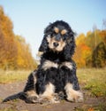 English Cocker Spaniel