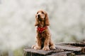 English Cocker Spaniel puppies portrait. Royalty Free Stock Photo