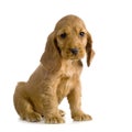 English Cocker Spaniel puppy Royalty Free Stock Photo