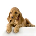 English Cocker Spaniel puppy Royalty Free Stock Photo