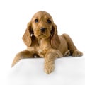 English Cocker Spaniel puppy Royalty Free Stock Photo