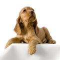 English Cocker Spaniel puppy Royalty Free Stock Photo