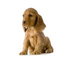 English Cocker Spaniel puppy Royalty Free Stock Photo