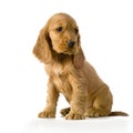 English Cocker Spaniel puppy Royalty Free Stock Photo