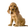 English Cocker Spaniel puppy Royalty Free Stock Photo