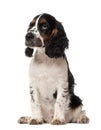 English Cocker Spaniel puppy, 4 months old Royalty Free Stock Photo