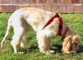 English Cocker Spaniel puppy