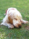 English Cocker Spaniel puppy