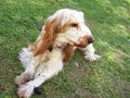 English Cocker Spaniel puppy