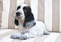 English Cocker Spaniel Puppy Royalty Free Stock Photo