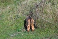 English Cocker Spaniel Puppy Head Down Rabbit Hole Royalty Free Stock Photo