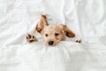 English cocker spaniel puppy lying down on a bed. Funny moments from the life of a dog pet Royalty Free Stock Photo