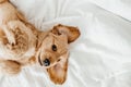 English cocker spaniel puppy lying down on a bed. Funny moments from the life of a dog pet Royalty Free Stock Photo