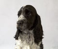 English cocker spaniel puppy portrait. Age 2 months. The color is blue roan Royalty Free Stock Photo