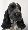 English cocker spaniel puppy portrait. The color is blue roan. Age 2 months Royalty Free Stock Photo