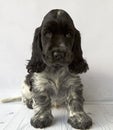 English cocker spaniel puppy portrait. Is sitting. Age 2 months. The color is blue roan Royalty Free Stock Photo