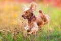 English cocker spaniel Royalty Free Stock Photo