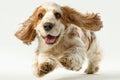 English cocker spaniel running happily on white background Royalty Free Stock Photo
