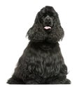 English Cocker Spaniel sitting, panting, isolated Royalty Free Stock Photo