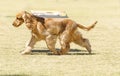 English Cocker Spaniel Royalty Free Stock Photo