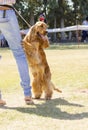 English Cocker Spaniel Royalty Free Stock Photo