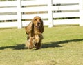 English Cocker Spaniel Royalty Free Stock Photo