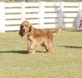 English Cocker Spaniel Royalty Free Stock Photo