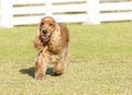 English Cocker Spaniel Royalty Free Stock Photo