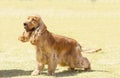 English Cocker Spaniel Royalty Free Stock Photo