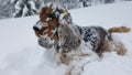 English cocker spaniel in snow Royalty Free Stock Photo