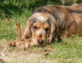 English Cocker Spaniel with Stick Royalty Free Stock Photo