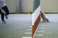 English Cocker Spaniel tackles slalom hurdle in dog agility competition.