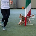 English Cocker Spaniel tackles slalom hurdle in dog agility competition.