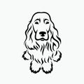 English Cocker Spaniel - vector illustration