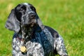 English Cocker Spaniel