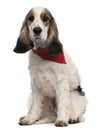 English Cocker Spaniel wearing handkerchief, 2 years old Royalty Free Stock Photo