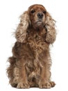 English Cocker Spaniel with windblown hair Royalty Free Stock Photo