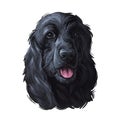 English cocker spaniel working Black breed of gun dog digital art illustration of cute canine animal. Working-dog form of Field