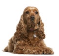 English Cocker Spaniel, 5 years old Royalty Free Stock Photo