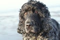 English Cocker Spaniels on the beach