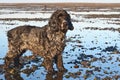 English Cocker Spaniel on the beach