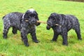 English Cocker Spaniels tug of war